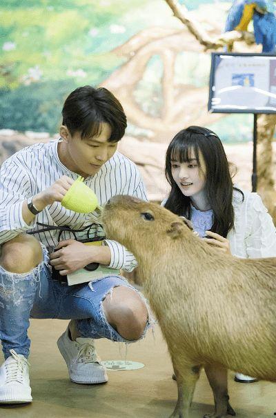 张恒爆料狗狗视频大全,狗狗视频大全，萌宠瞬间集结